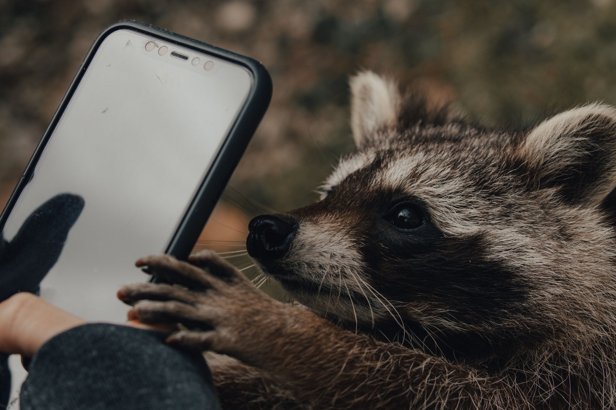 What Makes Humans So Different from Other Animals