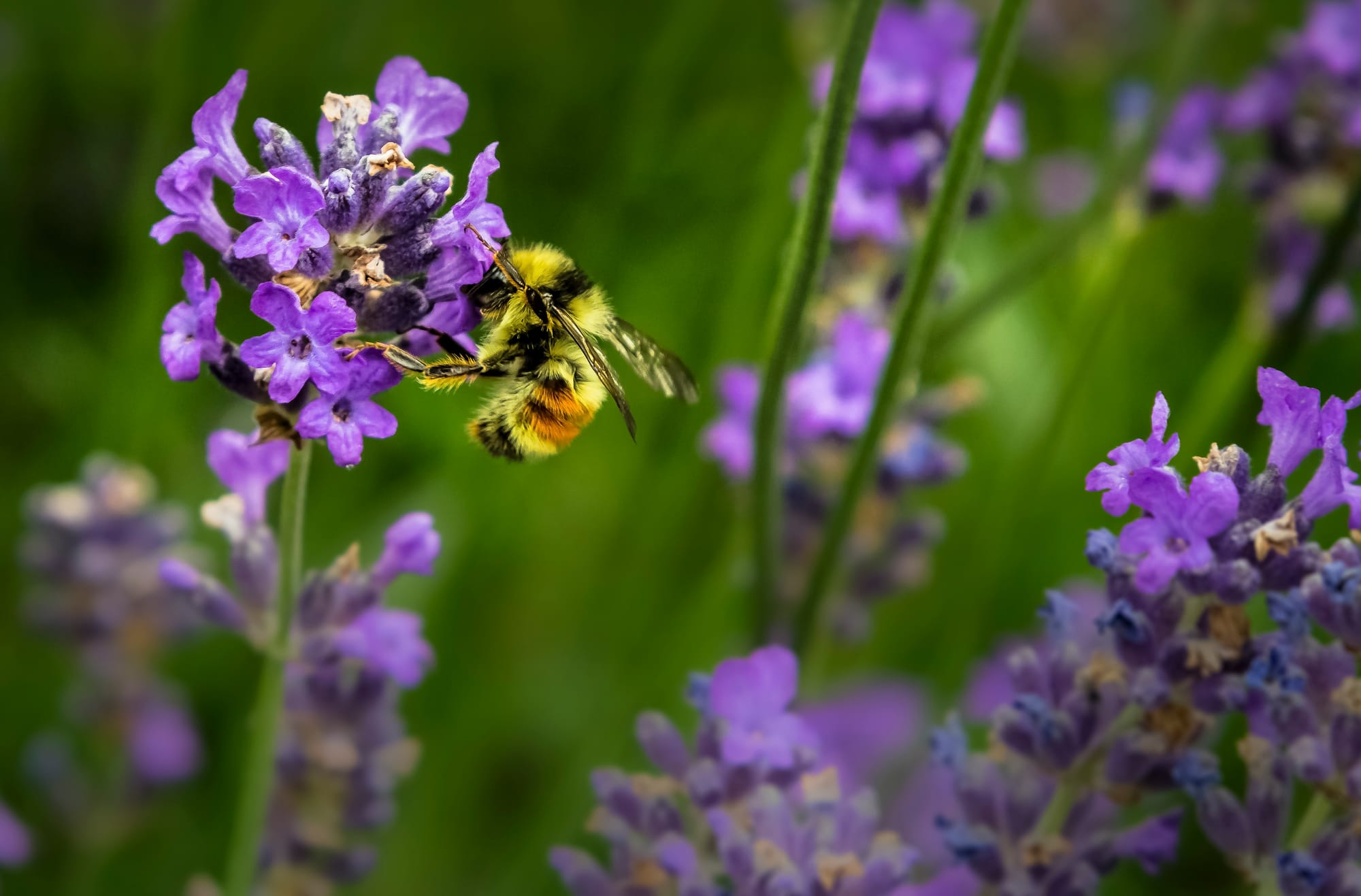 bee on a purple flower