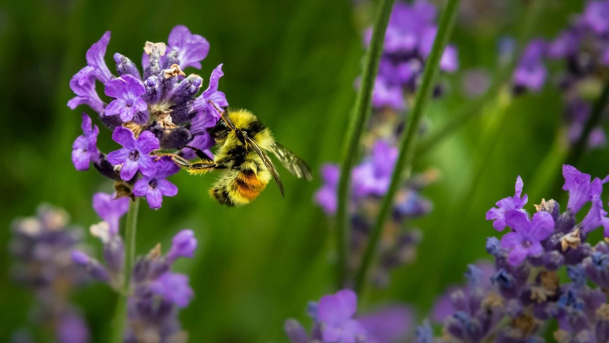 bee on a purple flower