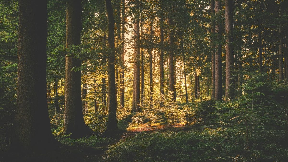 deep forest during the day