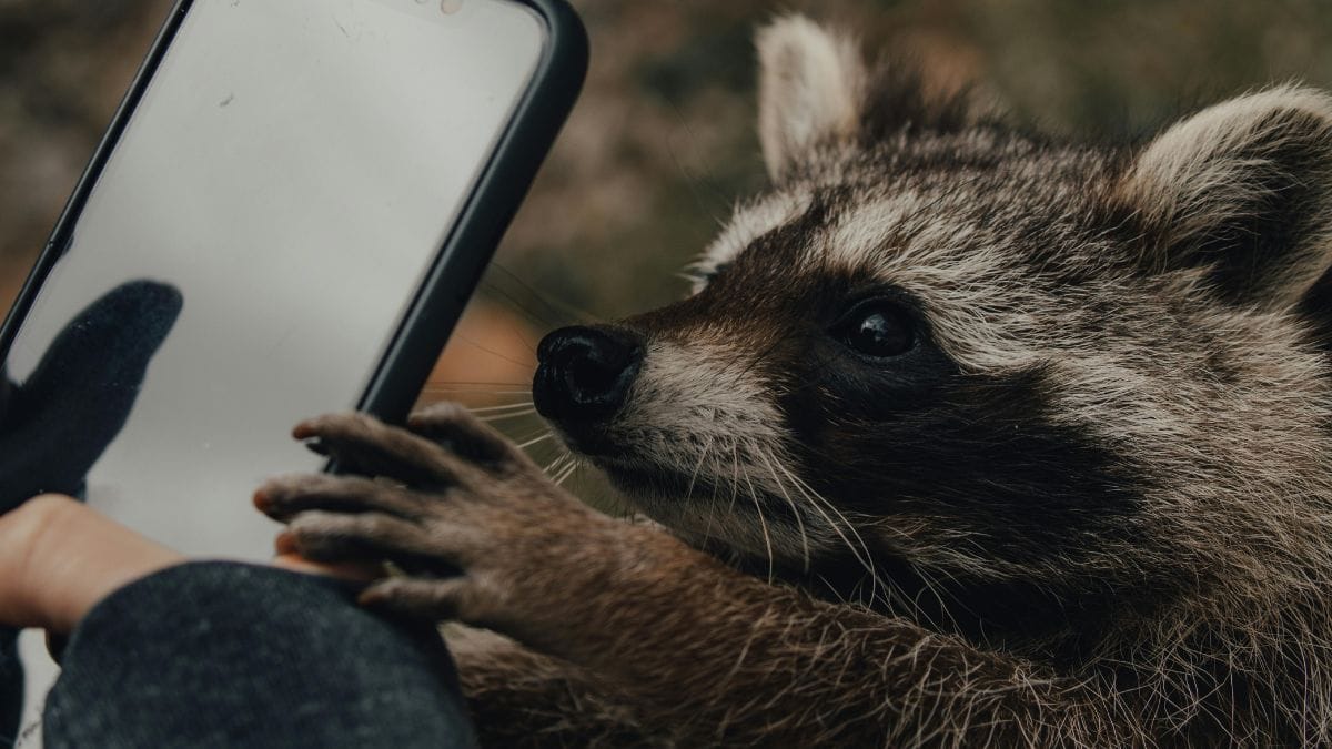 a raccoon grabs a smartphone from a man who tries to photograph it